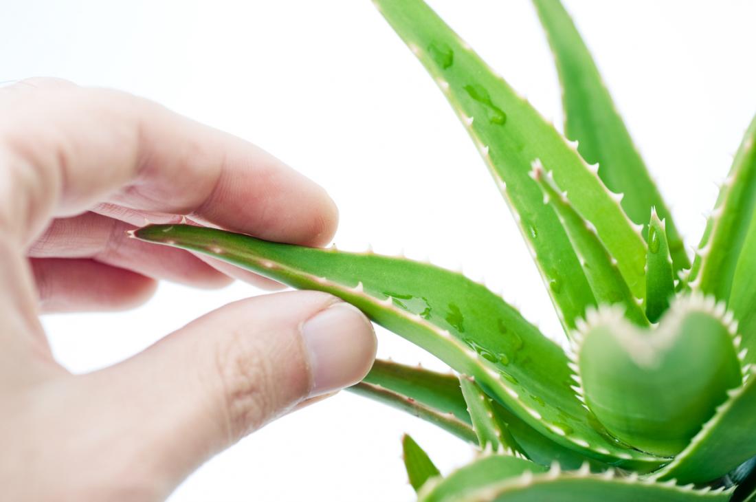 gloryfeel aloe vera gel Aloe Vera Soothing Gel